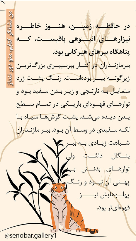 تی شرت نخ پنبه یونیسکس طرح ببر هیرکانی مدل آستین کوتاه از کالکشن ببر هیرکانی