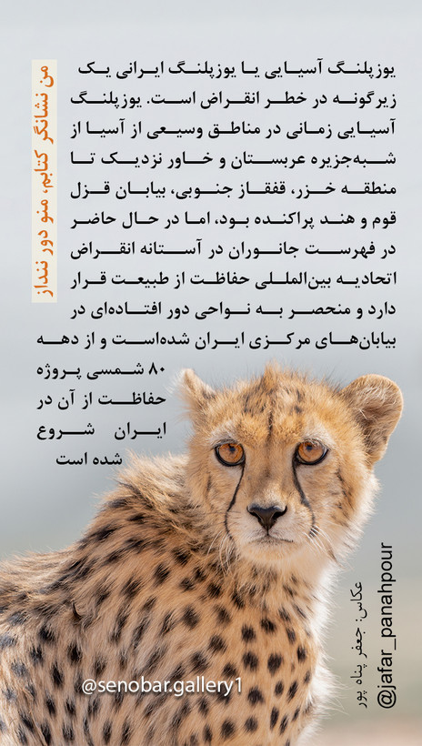 تی شرت طرح یوزپلنگ آسیایی (انگلیسی) تکست زرد مدل آستین کوتاه