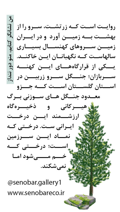 تی شرت نخ پنبه یونیسکس طرح تنه سرو زربین (قهوه ای) از کالکشن سرو زربین