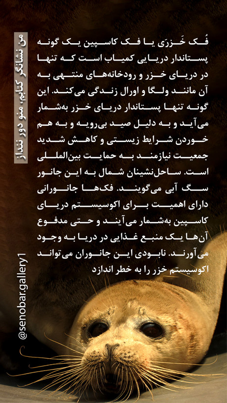 تی شرت نخ پنبه یونیسکس طرح فوک خزری از کالکشن حیوانات در حال انقراض