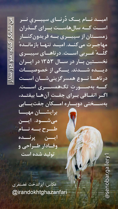 تی شرت نخ پنبه یونیسکس طرح امید (درنای سیبری) از کالکشن حیوانات در حال انقراض